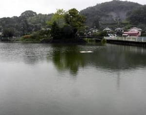 名所からハス消える　大磯町の「東の池」