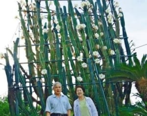 柱サボテン高く美しく　並里さん宅、次々開花