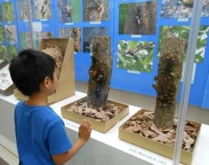 昆虫131種勢ぞろい　31日まで愛川の郷土資料館