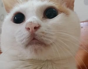 今週のにゃうにゃう猫生相談　猫の目の状態からわかる病気