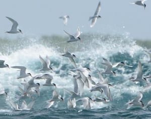 渡嘉敷村チービシ、アジサシ2倍の1241羽に　保護対策が奏功