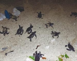 アオウミガメ　ふ化30匹　大海原へ