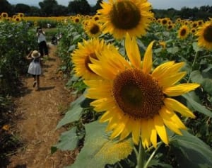 夏☆ヒマワリ満開