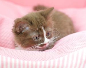 短足かわいい女のコが集合！？マンチカン女子クラブって？