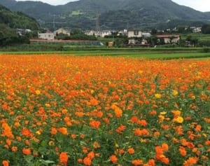 コスモス、一面に