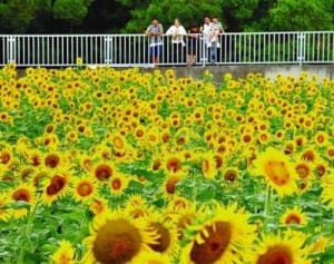 夏の大輪　太陽受け　南風原、ヒマワリ見頃