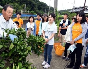 ミカン農園知りたい！　東大生ら作業体験　大磯