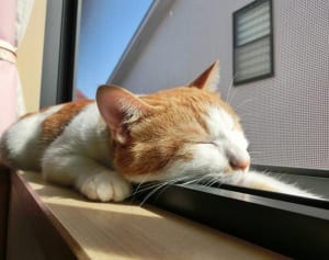 「ねこ専用アパート」を作ってしまった愛猫家に話を聞いてみた