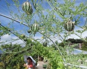 ゴーヤーなどで「緑のトンネル」　神奈川県立フラワーセンター大船植物園