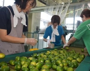 爽やかな香りやんばるから　温州ミカン初出荷式