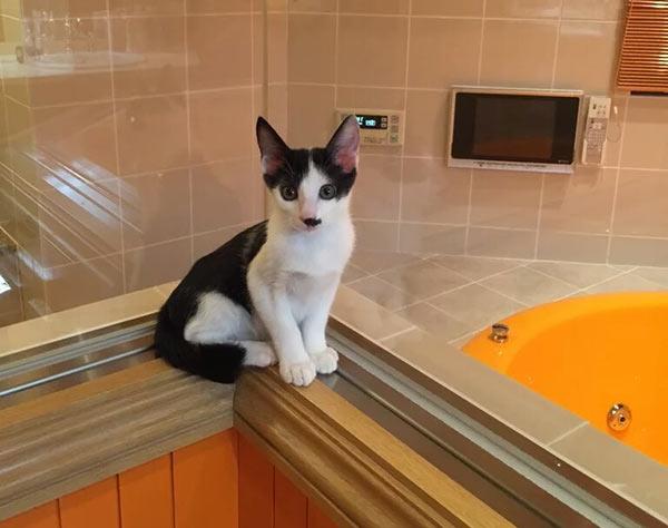 太田光代直伝！我が家の猫をお風呂好きにする方法