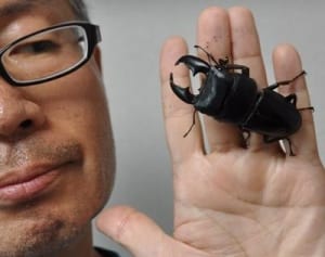 「外来種放さないで」　体長8センチのクワガタ発見