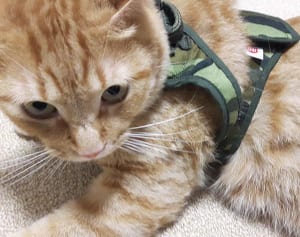 【ねこ】災害に備えてハーネスに慣れておく必要はある？