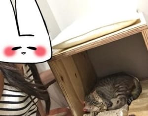 六十三のぞき　命を救う？ 保護猫カフェで至福の癒されタイム