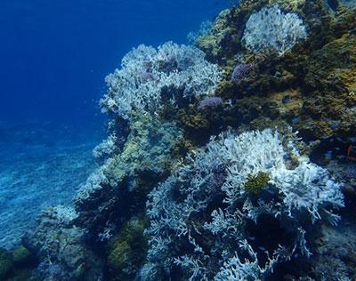 石西礁湖、慶良間、本部、恩納… サンゴ白化拡大 石西礁湖で９割 環境省発表