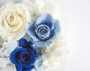 「多くを望まない、すべてが欲しい」イングリッド・バーグマンの言葉