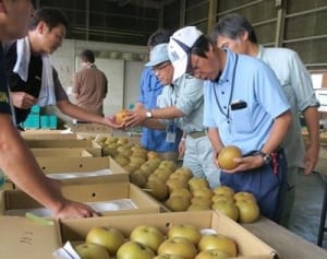 大きく甘い「浜なし」　JA横浜品評会