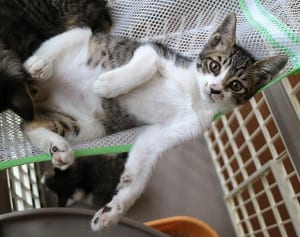 【ねこ】茶トラはわが道タイプ…性格は色柄で決まる!?