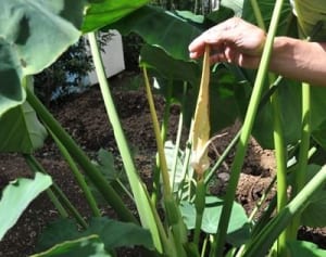 超珍しい！　サトイモの花