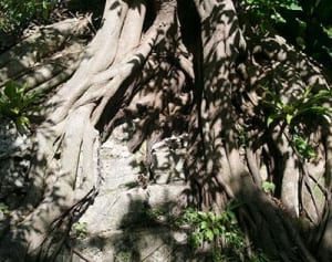 藤代冥砂が写す沖縄の光、色、祈り　写真集「あおあお」を語る