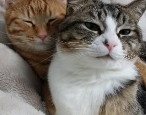 【ねこ】前日まで元気だったのに…急な胃腸炎、どう対応する？