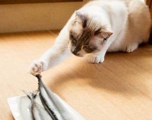 今年は不漁? 話題の築地で「さんまの仲買」を見学してみた