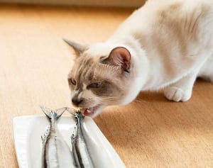 マジメに検証! 猫は本当に“お魚くわえて逃げる”のか?