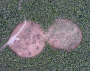 森を切り裂く二つの円　ヘリ着陸帯予定地で大規模伐採　北部訓練場