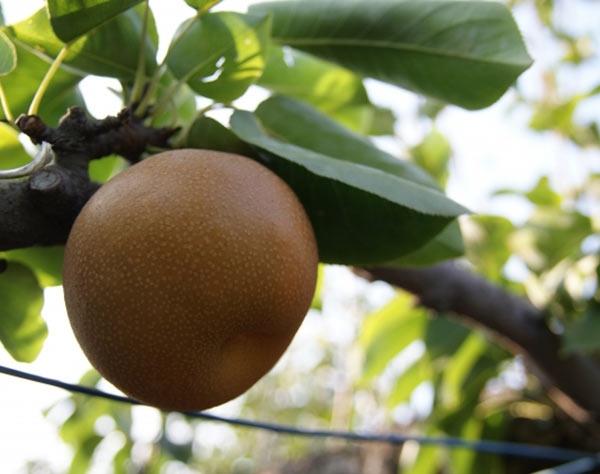 体質改善、美容効果も…「秋バテには1日1個の梨が効く!」