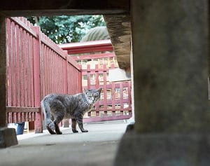 【ねこ】余命3年宣告から気づけば10年…スピねこのすごさ