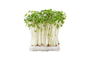 発見者が解説！「ブロッコリースプラウト」がうつを防ぐ理由