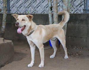 【飼い主募集】熊本地震の被災「犬・猫」が家族を探しています