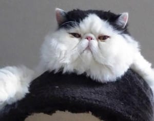 【ねこ】SNSで大注目の“ふわふわおにぎり”福助くんって？