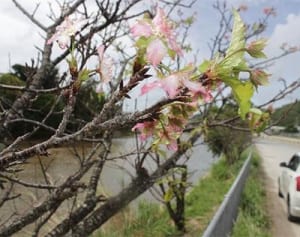 今は秋？春？　季節外れの桜、本部で咲く