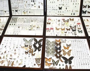 国内初確認の昆虫100種見つかる　沖縄市が「嶽山原」地区調査　アリバチは新種と確認