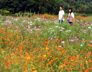 コスモス秋風に揺られ　馬入・お花畑で見ごろ