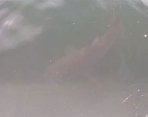 北谷のサメ　危険なオオメジロザメと確認　捕獲へ