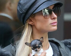 パリス・ヒルトンが引き取ったかわいい“8千ドル”チワワ