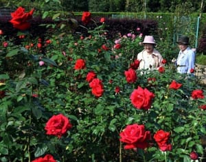 色濃く香る秋のバラ　平塚で見ごろ