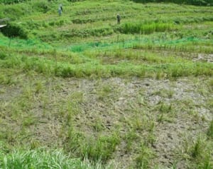 イノシシ侵入で棚田の稲全滅 被害の実態知って　秦野