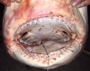 北谷海岸でサメ釣る　体長1.5メートル、目撃と同種