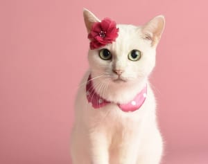 大ヒット『ねこ自身』の第2弾決定 表紙は“猫侍”のあなご