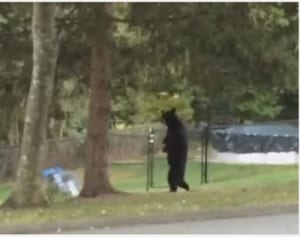 二足歩行で人気のクマ「ペダル」、猟師に殺される