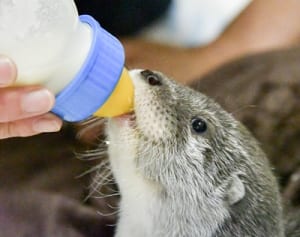 絶滅危惧種の赤ちゃんスクスク　よこはま動物園ズーラシア