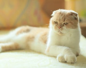 ねこ自身第２弾気になる中身をちょい出し チロ太郎編