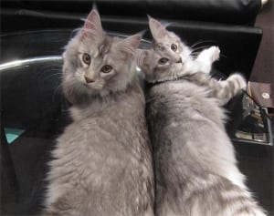 【ねこ】獣医が明かす家族4人＆ねこ3匹がいる生活