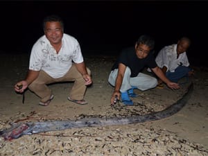 沖縄・糸満で「竜宮の使い」発見