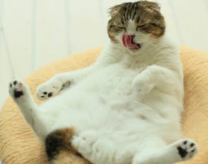 SNSをざわつかせる“おっぴろげ”猫に密着