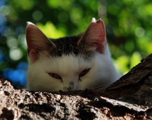 【ねこ】“ねこ写真展”出資者が語る「愛情ある写真の撮り方」