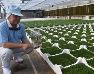 野菜高騰で豆苗に注目　価格安定で注文倍増　大宜味の村上農園